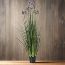 Large Purple Agapanthus Plant In Pot GREEN PLASTIC Shades 4 Seasons