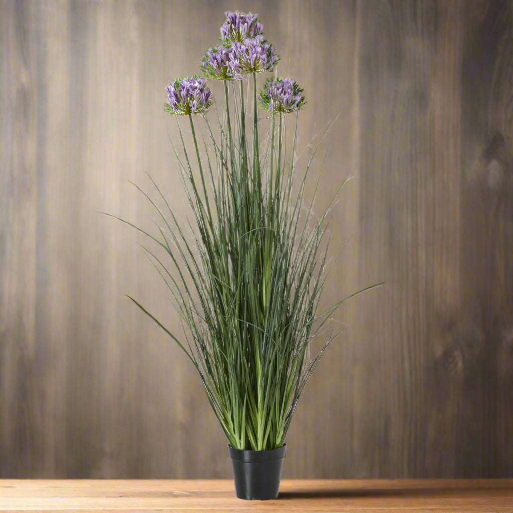 Large Purple Agapanthus Plant In Pot GREEN PLASTIC Shades 4 Seasons