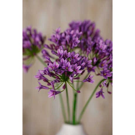 Shades 4 Seasons Agapanthus Spray for Stylish Decor Shades 4 Seasons