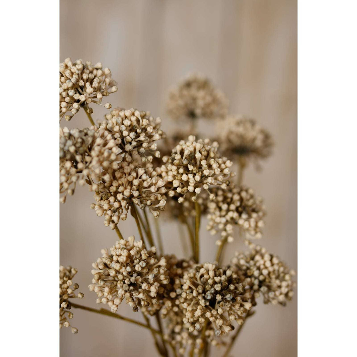 Shades 4 Seasons Allium Spray for Stylish Home Decor Shades 4 Seasons
