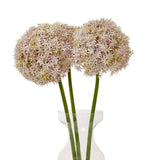 Shades 4 Seasons Allium Stem for Stylish Decor Shades 4 Seasons
