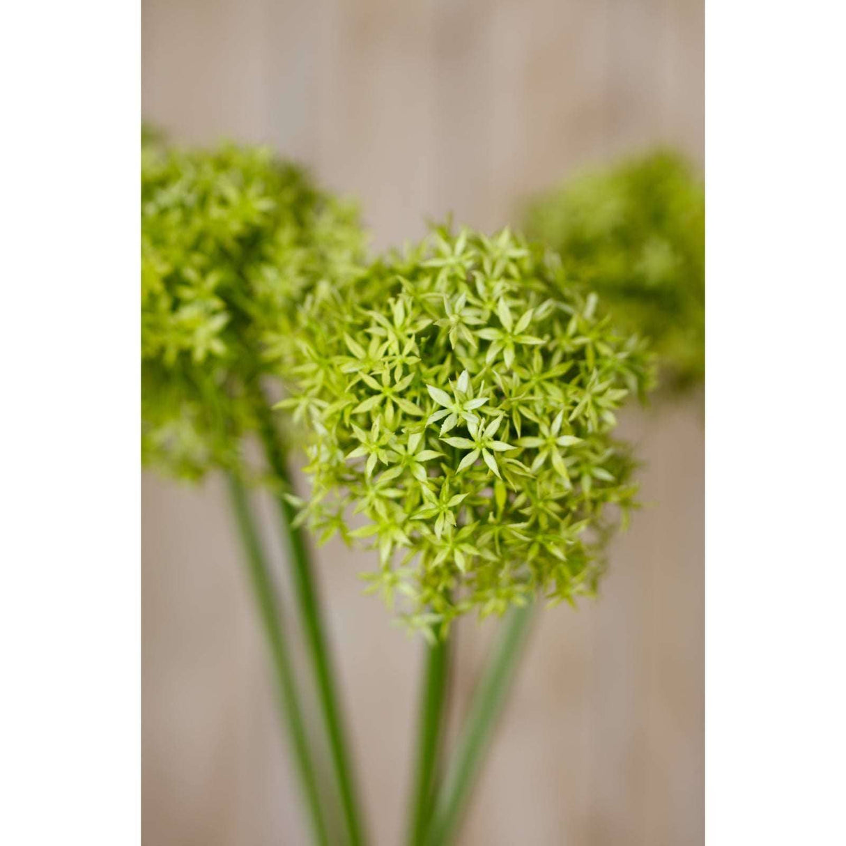 Shades 4 Seasons Allium Stem - Stylish Greenery Decor Shades 4 Seasons