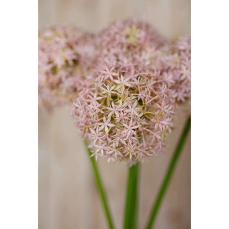 Shades 4 Seasons Allium Stem for Stylish Decor Shades 4 Seasons