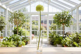Shades 4 Seasons Allium Stem - Elegant Home Decor GREEN PLASTIC Shades 4 Seasons