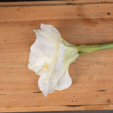 Shades 4 Seasons Artificial Amaryllis Flower Stem Shades 4 Seasons