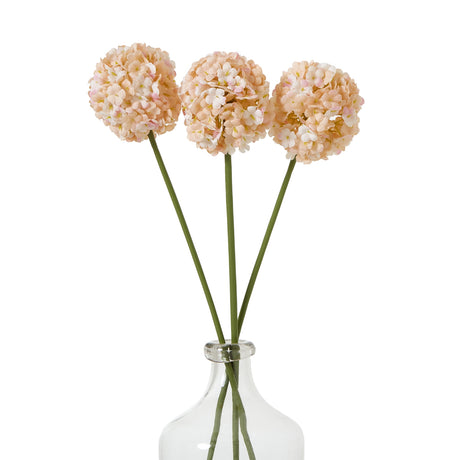 The Natural Garden Collection White & Apricot Allium Shades 4 Seasons