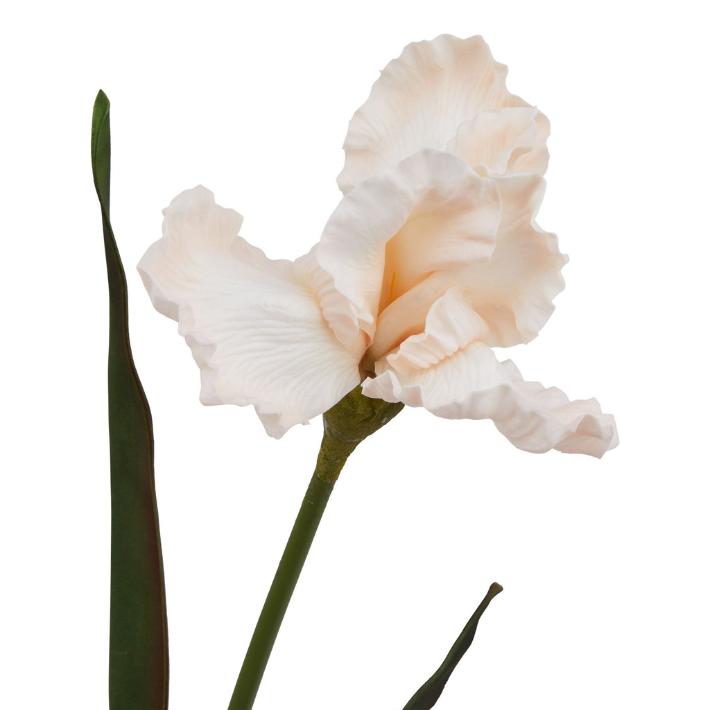 The Natural Garden Collection Pale Apricot Fringed Iris Shades 4 Seasons
