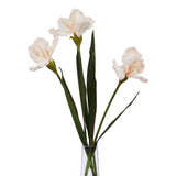 The Natural Garden Collection Pale Apricot Fringed Iris Shades 4 Seasons
