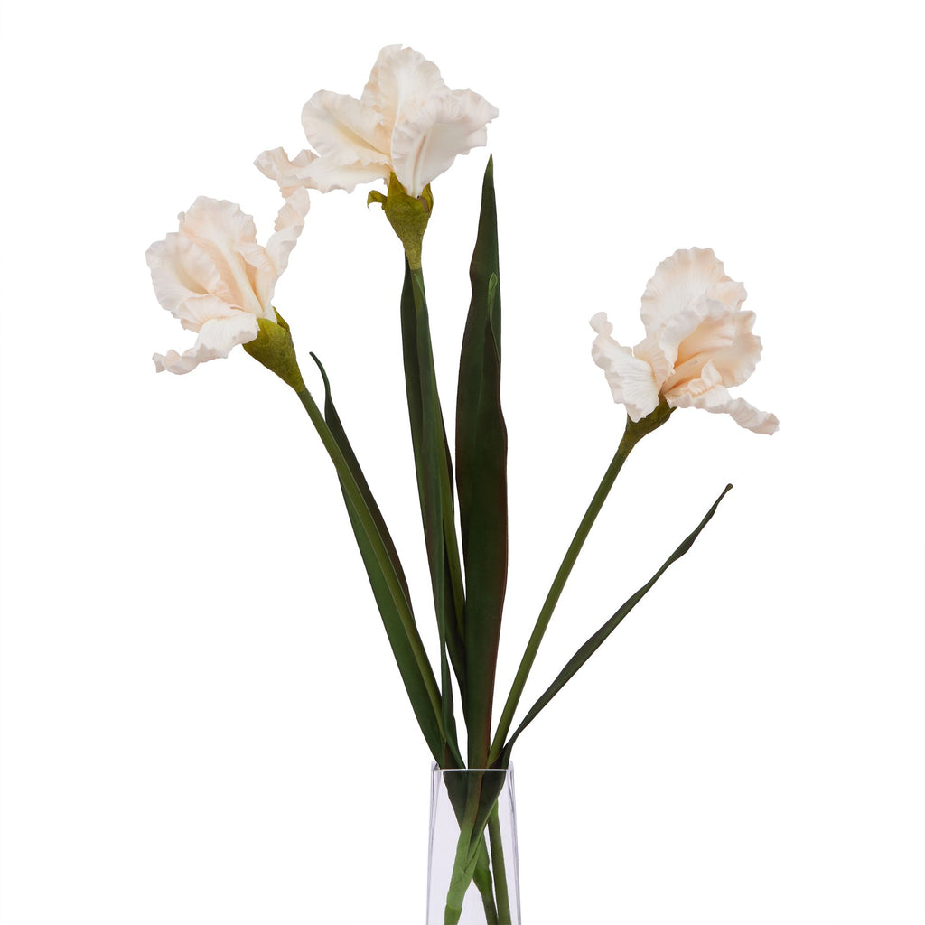 The Natural Garden Collection Pale Apricot Fringed Iris Shades 4 Seasons