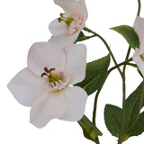 The Natural Garden Collection Pale Apricot Hellibore Shades 4 Seasons