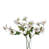 The Natural Garden Collection Pale Apricot Hellibore Shades 4 Seasons
