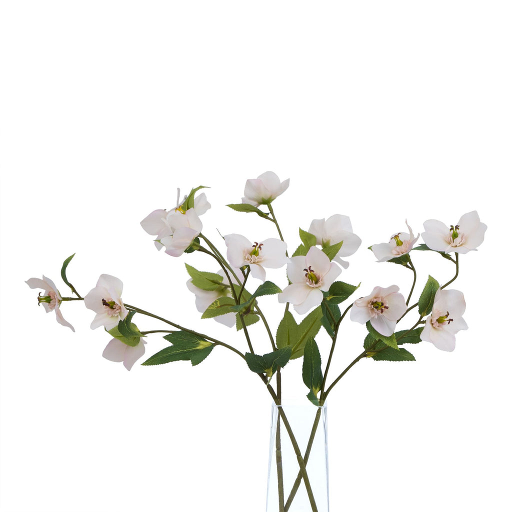 The Natural Garden Collection Pale Apricot Hellibore Shades 4 Seasons