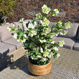 Shades 4 Seasons Green Hellebore Artificial Flower Arrangement Shades 4 Seasons