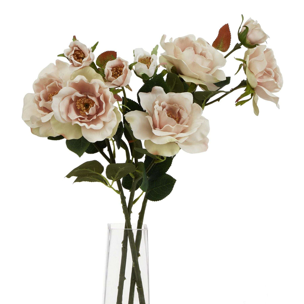The Natural Garden Collection Palest Blush Tea Rose Shades 4 Seasons