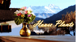 The Natural Garden Collection Apricot Ranunculus Shades 4 Seasons