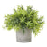 Shades 4 Seasons Bamboo Plant in Stylish Potted Arrangement GREEN PLASTIC Shades 4 Seasons