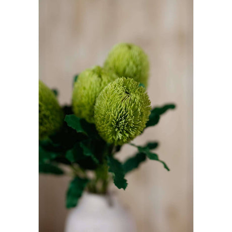 Banksia Serrata Stem by Shades 4 Seasons Shades 4 Seasons