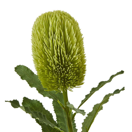 Banksia Serrata Stem by Shades 4 Seasons Shades 4 Seasons