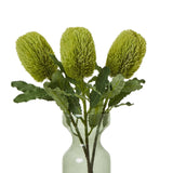 Banksia Serrata Stem by Shades 4 Seasons Shades 4 Seasons
