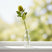 Banksia Stem - Elegant Artificial Flower by Shades 4 Seasons GREEN PLASTIC Shades 4 Seasons
