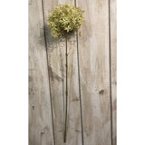 Shades 4 Seasons Beige Allium Autumn Stem Flower Shades 4 Seasons