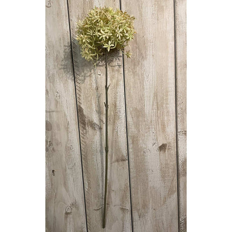 Shades 4 Seasons Beige Allium Autumn Stem Flower Shades 4 Seasons