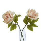 The Natural Garden Collection Blush Peony Shades 4 Seasons