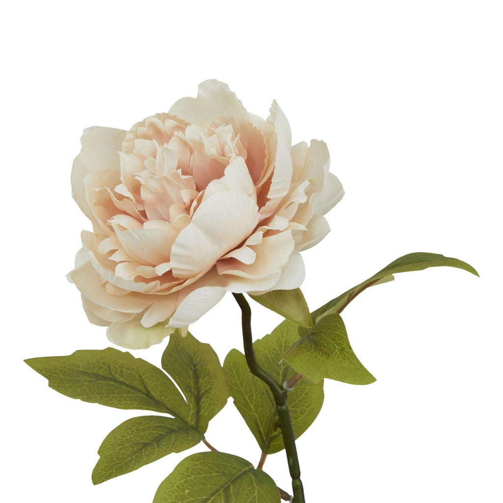 The Natural Garden Collection Blush Peony Shades 4 Seasons