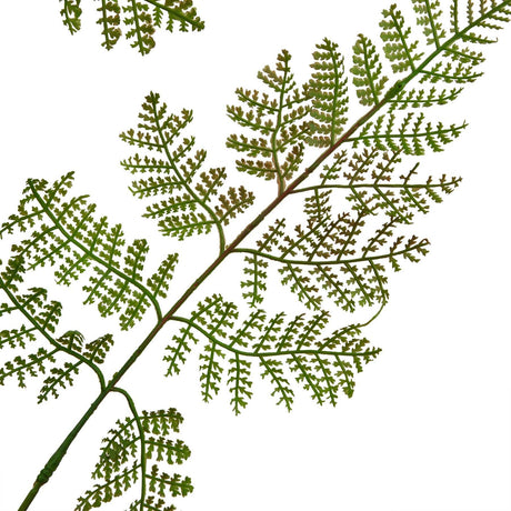 The Natural Garden Collection Large Bracken Fern Spray Shades 4 Seasons