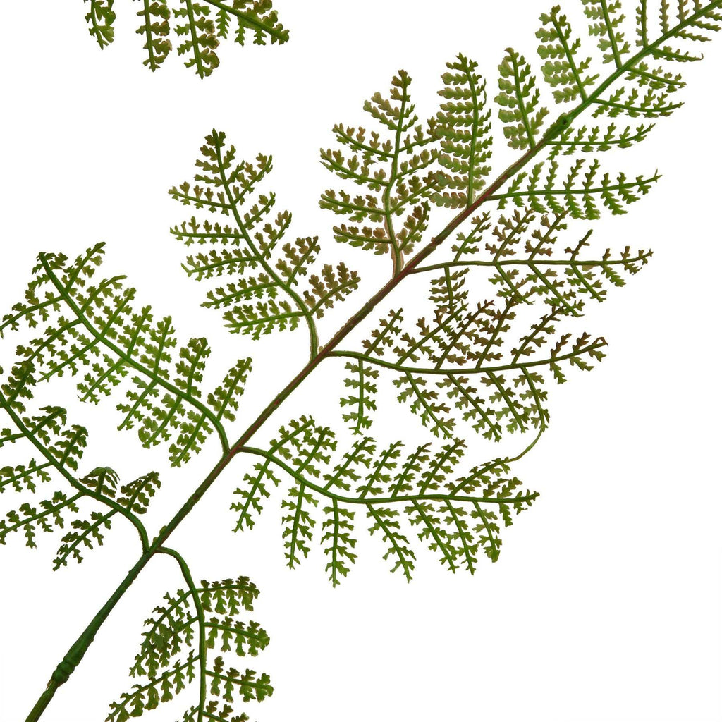 The Natural Garden Collection Large Bracken Fern Spray Shades 4 Seasons