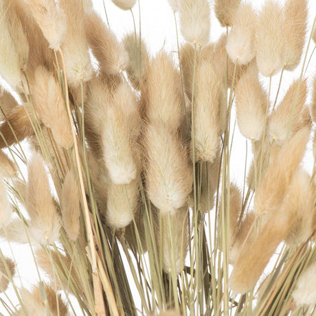 Dried Natural Bunny Tail Bunch Of 40 Shades 4 Seasons