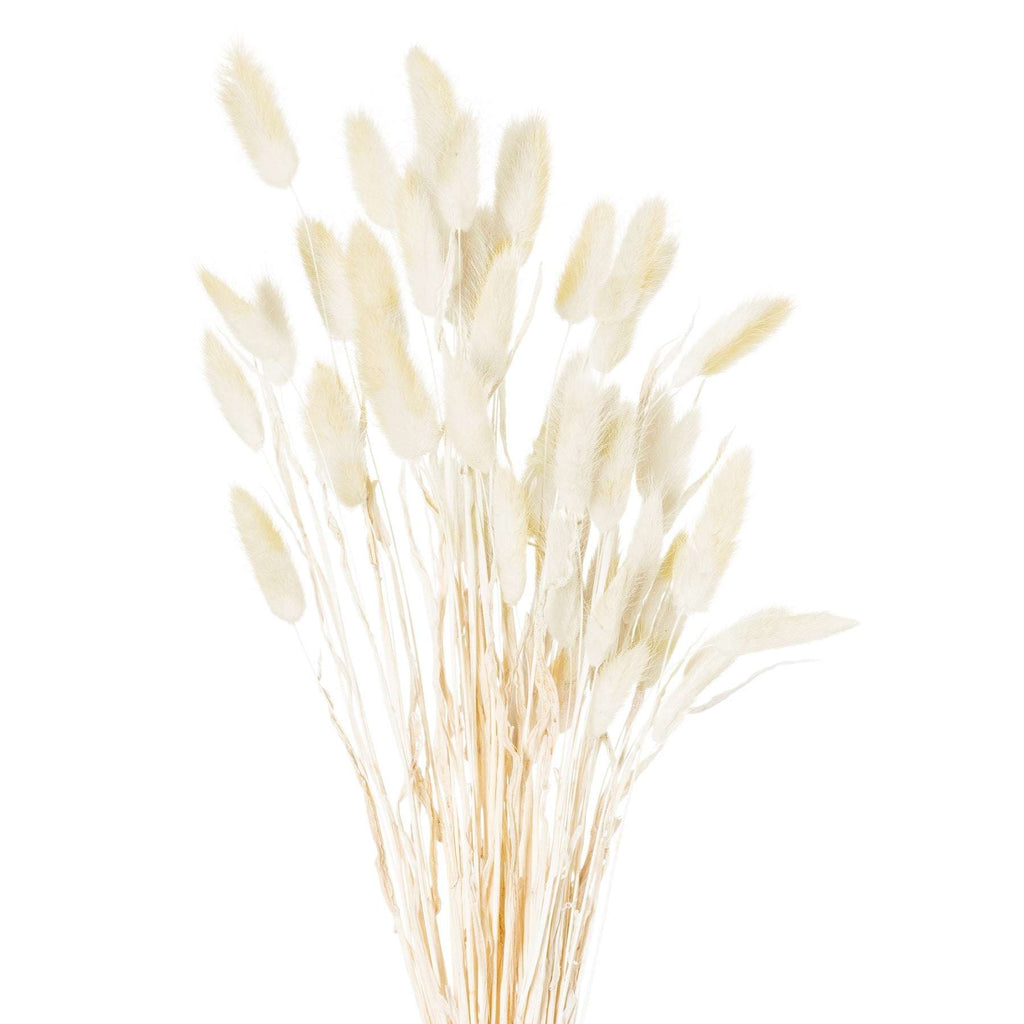 Dried Natural Bunny Tail Bunch Of 40 Default Title Shades 4 Seasons