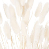 Shades 4 Seasons Bunny Tail Bunch Coastal Decor Shades 4 Seasons