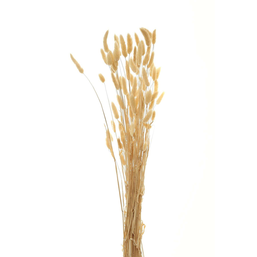 Shades 4 Seasons Bunny Tails Dried Flowers Coastal Decor WHITE Shades 4 Seasons