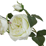 The Natural Garden Collection White Charity Rose Shades 4 Seasons