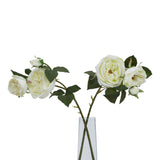 The Natural Garden Collection White Charity Rose Shades 4 Seasons
