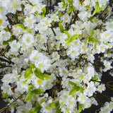 Shades 4 Seasons Cherry Blossom Spray - Artificial Spring Stem Shades 4 Seasons