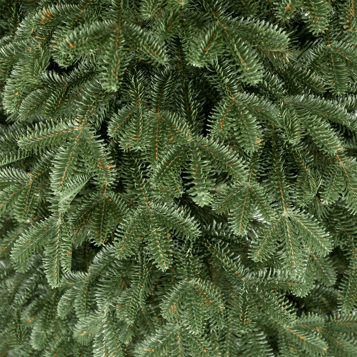 Close-up of a lush Widdop Christmas Tree with realistic green branches