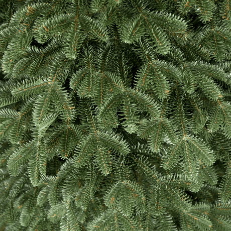 Close-up of a lush Widdop Christmas Tree with realistic green branches