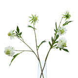 The Natural Garden Collection White Scabious Stem Shades 4 Seasons