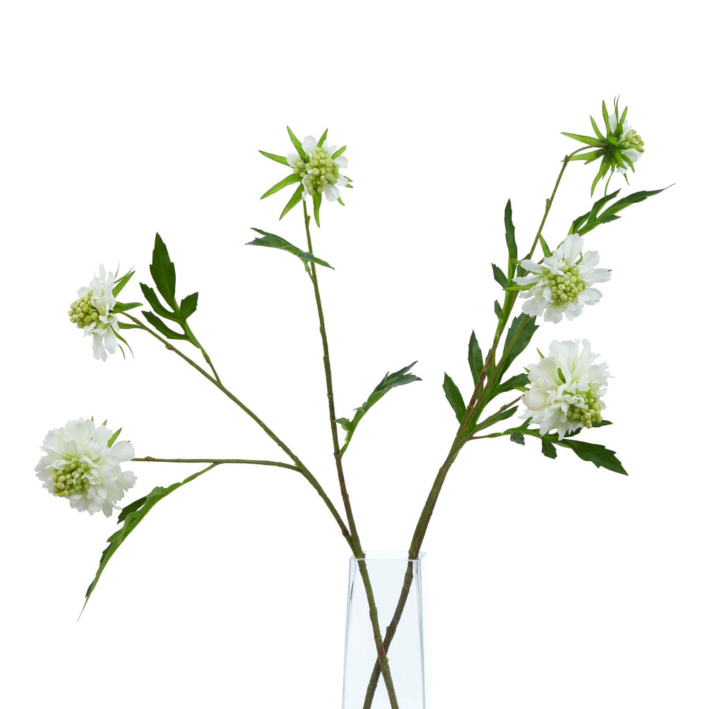 The Natural Garden Collection White Scabious Stem Shades 4 Seasons