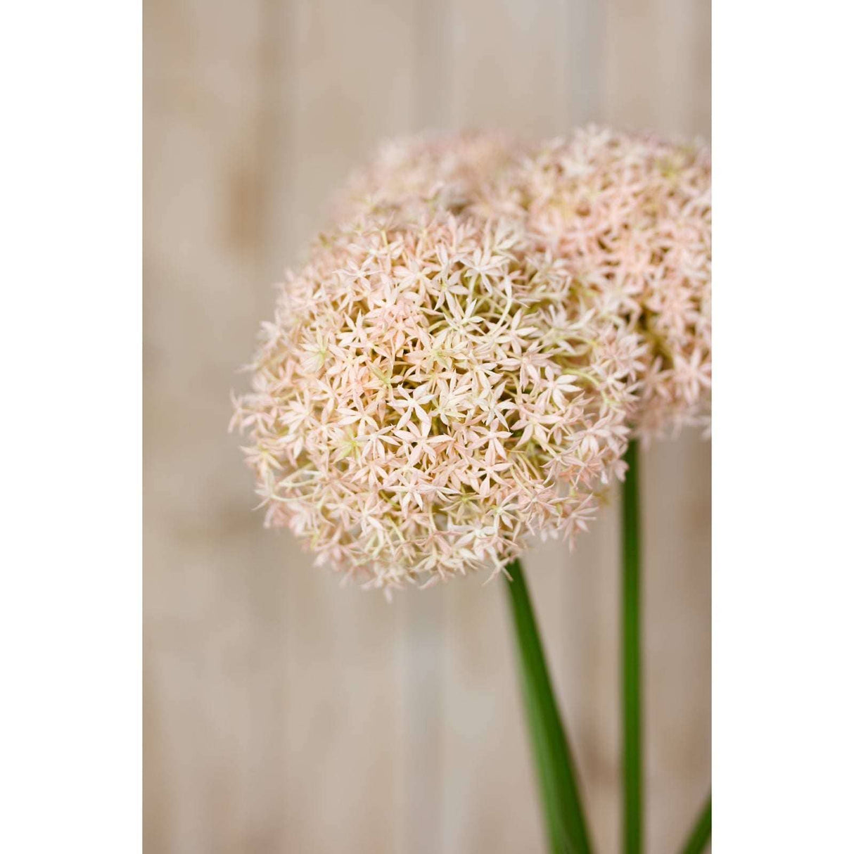 Shades 4 Seasons Allium Stem - Elegant Home Decor Shades 4 Seasons