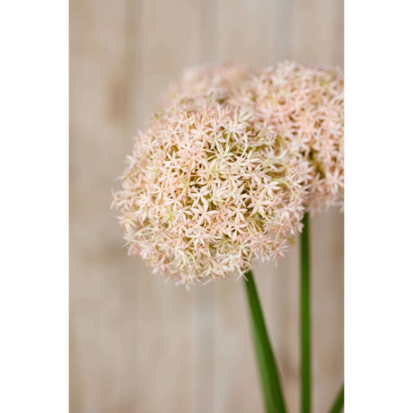 Shades 4 Seasons Allium Stem - Elegant Home Decor Shades 4 Seasons