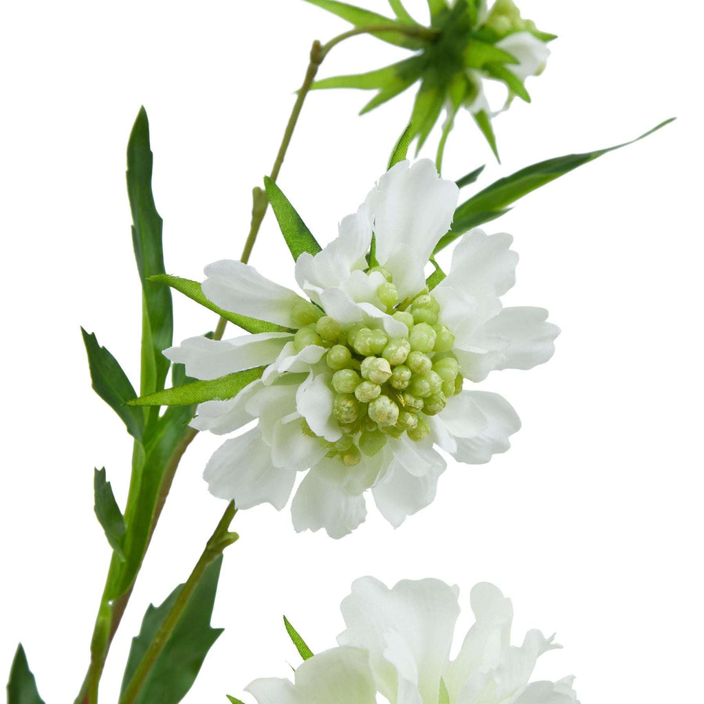 The Natural Garden Collection White Scabious Stem Shades 4 Seasons