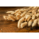 Shades 4 Seasons Bunny Tails Dried Flowers Coastal Decor Shades 4 Seasons