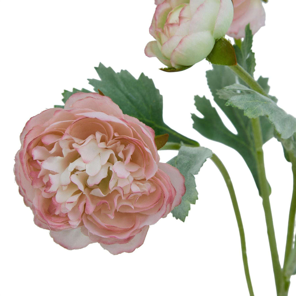 The Natural Garden Collection Pink Ranunculus Shades 4 Seasons