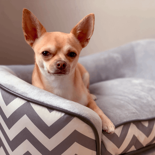 PawHut Dog Sofa Pet Couch for XS Dogs with Removable Sponge Padded Cushion Grey PawHut