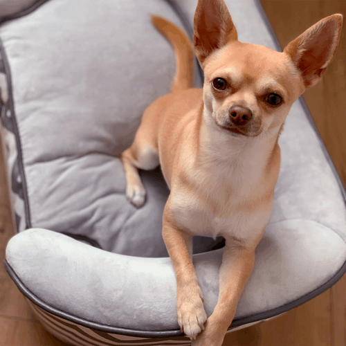 PawHut Dog Sofa Pet Couch for XS Dogs with Removable Sponge Padded Cushion Grey PawHut