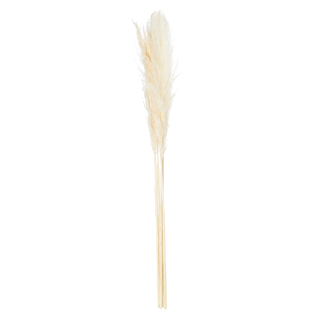 Shades 4 Seasons Cream Pampas Grass Single Stem Decor Shades 4 Seasons