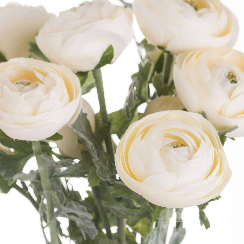 Shades 4 Seasons Cream Ranunculus Single Stem Flower Shades 4 Seasons